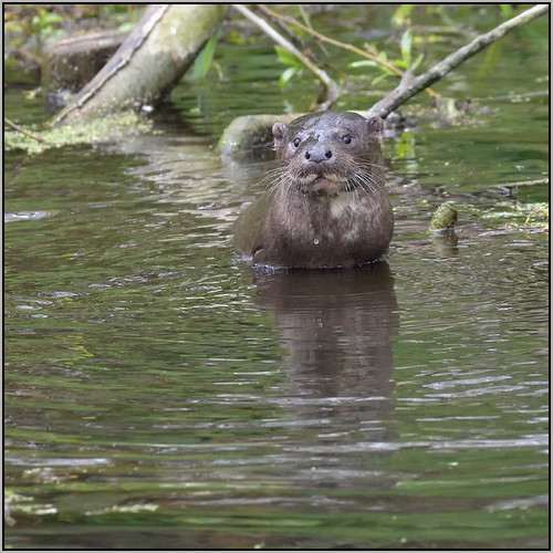Otter (image 3 of 3)