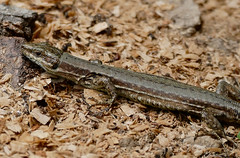Common Wall Lizard (Podarcis muralis) - Photo of Lacombe