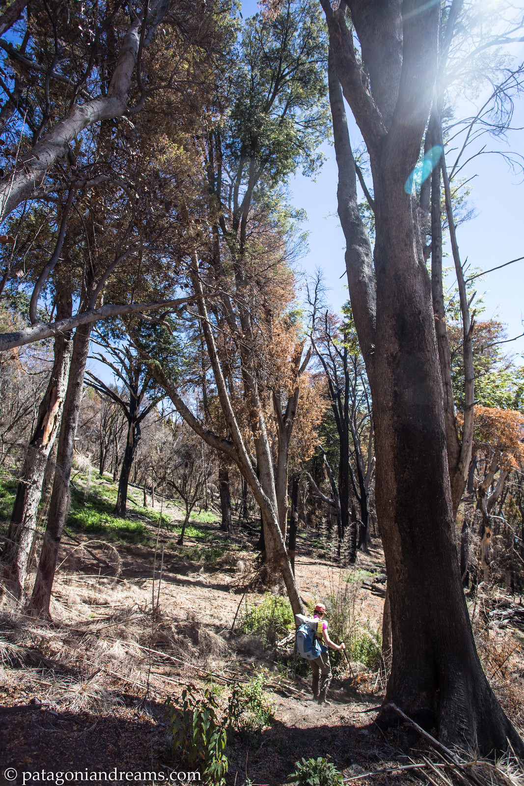 Overnight trek in NP Los Alerces. Hiking through fire infested virgin lenga forrest. Chubut. Patagonia. Argentina