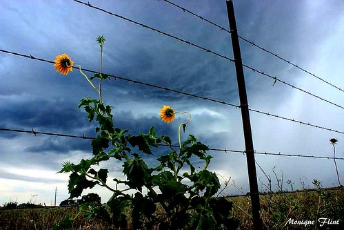 texasthunderstorms texas storm therebeastormabrewin weather weatherphotography flowers green blue clouds ominous nature landscape fence