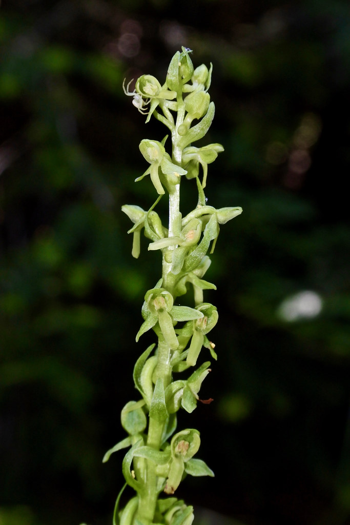 Dense-flower Rein Orchid