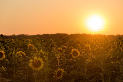 2017 canon eos6d illinois july midwest troy flowers sky sunflower sunflowers sunset weather unitedstates us