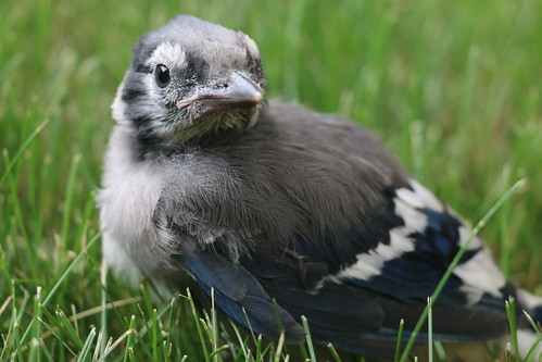 Baby Blue Jay (SOTC 244/365)