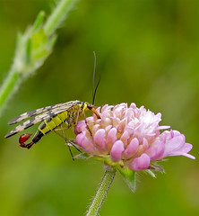 Scorpionfly (Panorpa vulgaris) male