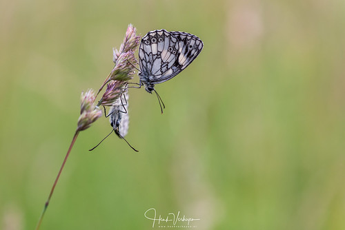 fr france frankrijk landscape landschap montdenise vlinder polignac auvergnerhônealpes butterfly