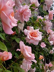 Roses - Photo of Biville-la-Rivière