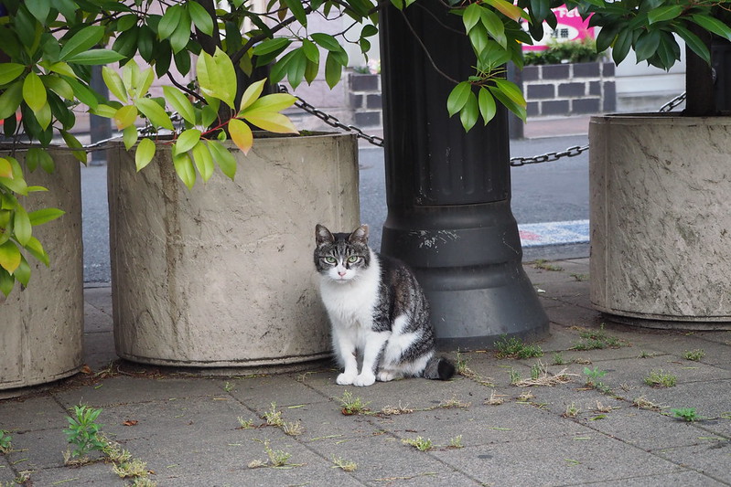 池袋駅前公園の猫。白キジ