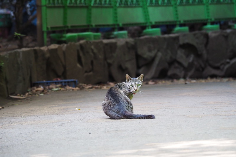 東池袋中央公園の猫。若いキジ虎。