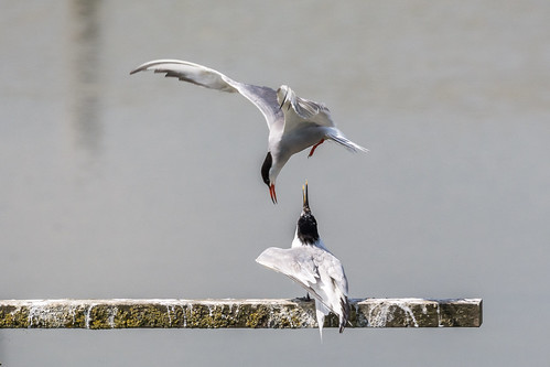 england minsmere sandwichtern sternahirundo sternasandvicensis suffolk uk bird commontern tern