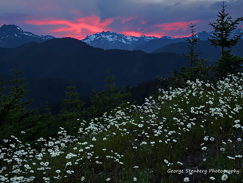 washingtonstate pacificnorthwest sunset twilight daisies mountains olympicmountains