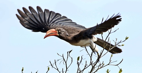 crownedhornbill taxonomy:family=bucerotidae birds taxonomy:binomial=tockusalboterminatus naturereserve nature bird bucerotidae tockusalboterminatus outdoors