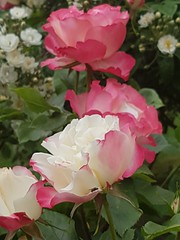 Roses - Photo of Gonzeville
