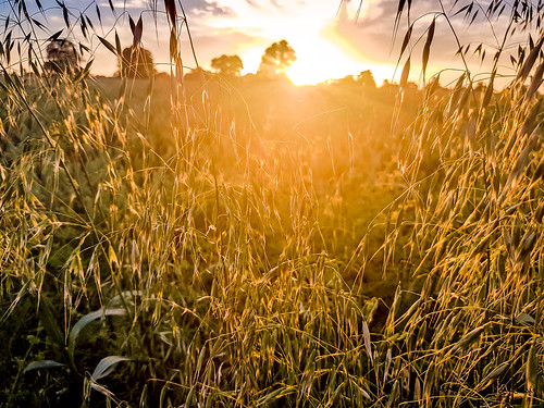 ospringe england unitedkingdom gb sky corn bluesky sunset samsung s7 faversham fields farm fun flickr hot kent raw rocks