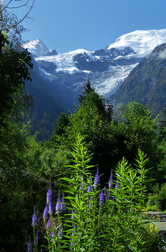 france alpes montagne mountain hautesavoie chamonix fleurs flowers