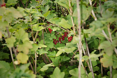 Groseilles rouges du Jardin de la Maladrerie Saint-Lazare
