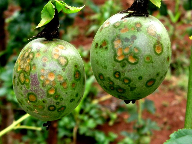 Common problems with growing passion fruits