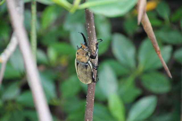 Male Hercules Beetle