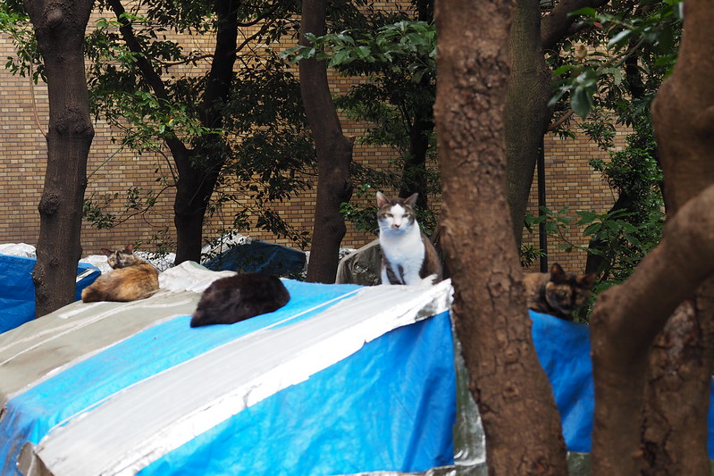 東池袋中央公園の猫。公園裏側の猫だまり。