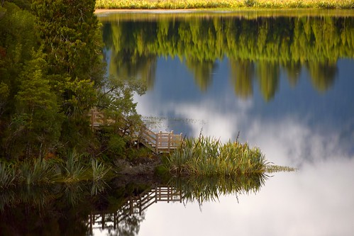 spiegel mirror reflexion reflektion lake tree baum wald forest treppe stairs daylight tageslicht busch scrub water newzealand