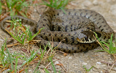 Grass Snake (Natrix helvetica) juvenile (found by Jean NICOLAS) - Photo of Saint-Denis