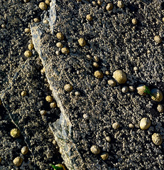 Limpets and Barnacles