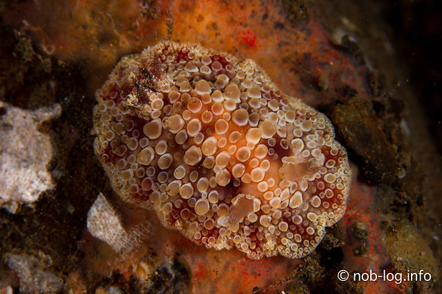 Carminodoris sp.