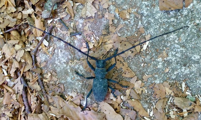 Crazily long-horned beetle