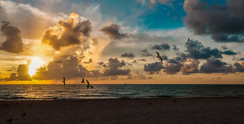 seashore seagull beach beachscape sea clouds skies miamifl miamibeach earlyinthemorning early seascape outdoors walking waterways walkingaround sunrise
