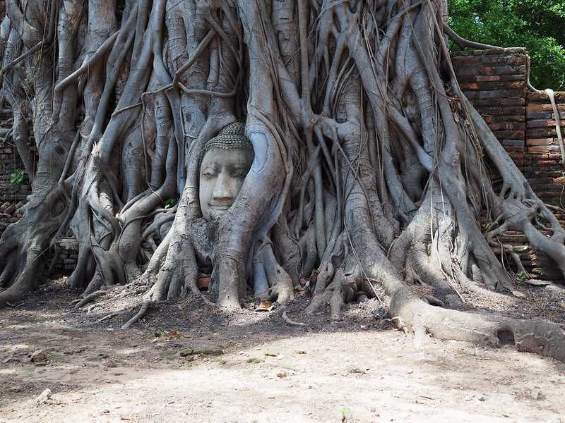 P6222656 ワット・マハータート(Wat Mahathat/วัดมหาธาตุ) アユタヤ タイ thailand 世界遺産