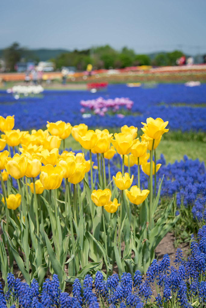 Tulip Park at Hokkaido
