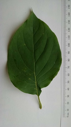 Syringa reticulata leaf