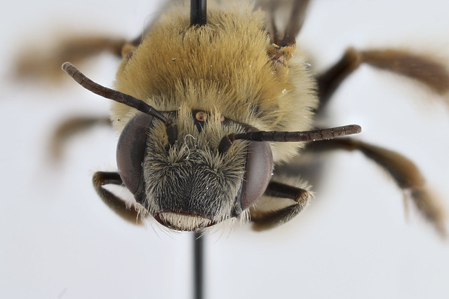 Bee Identification Help