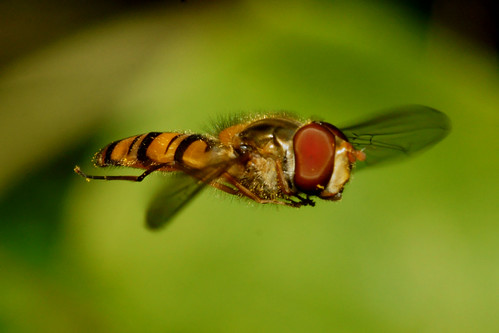 Hoverfly (Episyrphus balteatus) in flight