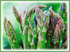 Asparagus officinalis in abundance (Asparagus, Garden Asparagus), 13 July 2013