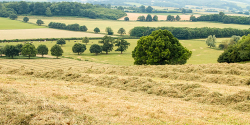 hay windrow grass cut mown field farm coutryside tree woodland patchwork landscape cows cattle herd killerton devon outdoor