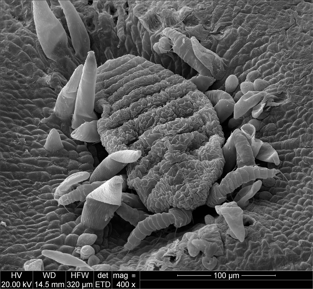 Microscopic view galls
