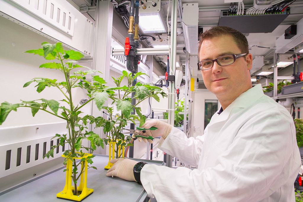 Paul Zabel beschneidet eine Tomatenpflanze