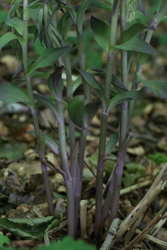 Violet Helleborine Epipactis purpurata