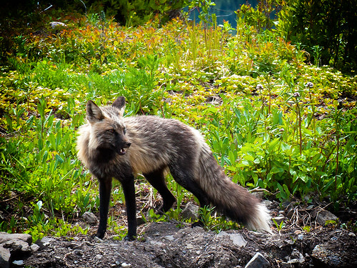 2017 bc britishcolumbia canada princegeorgephotographicsociety tumblerridge fox