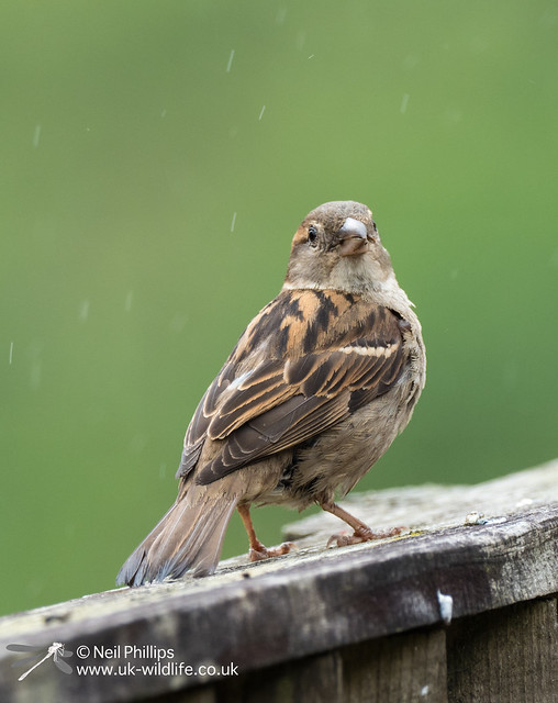 House Sparrow in he rain
