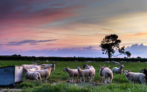 landscape sunset sheep northyorkmoors northernengland farm nikond5