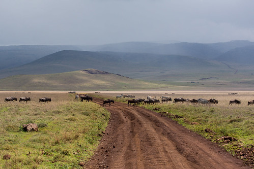 arusharegion tanzania 2017 africa entamanu ngorongorocrater nomad landscape minimigration nature safari walking wildebeest wildlife zebra