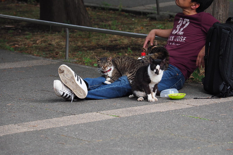 東池袋中央公園の猫。公園広場の猫だまり。