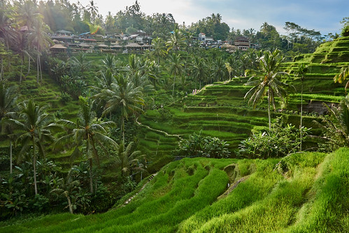 bali indonesia asia southeast tegallalang rice terrace landscape green structure sony a6000 grass sunset ubud evening nature