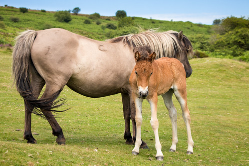 pony mare foal family devon dartmoor landscape animal young