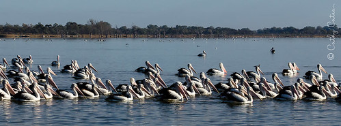 Pod of Pelicans