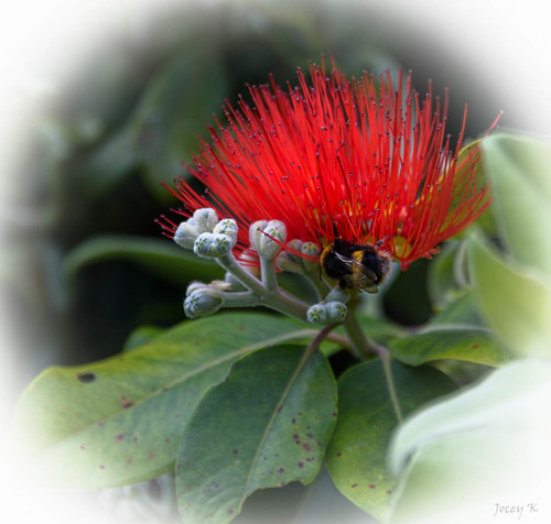 newzealand nikond750 southisland bankspeninsula akaora flowers pōhutukawa bumblebee pohutukawa