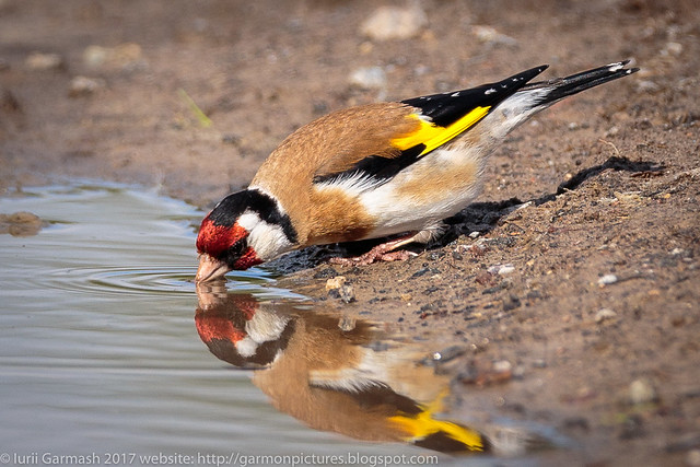 European goldfinch drinking water from a road puddle.
