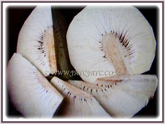 Creamy white edible fruits of Artocarpus altilis (Breadfruit, Buah Sukun in Malay), 19 July 2017