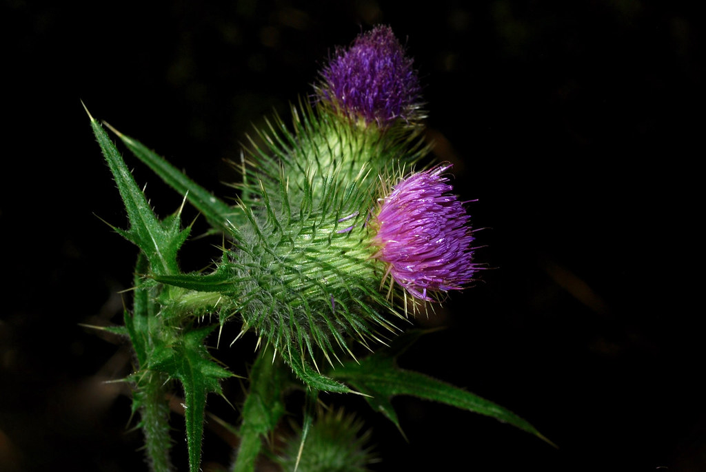 Clustered Thistle